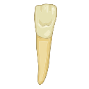 Maxillary Lateral Incisor