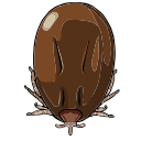 Free Scientific Illustration Of Female Tick Feeding