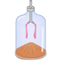 Expiration Phase Of Respiration