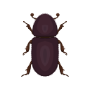 Icon Button Beetle