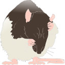 193 Adult Hooded Rat Grooming