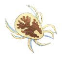 Free Scientific Illustration Of Argas Monolakensis Nymph