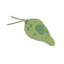 Diplonema Papillatum
