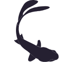 80 Fish Turning Silhouette