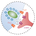 211 Ribbon Synapse