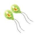 Svg Vegetative Cell