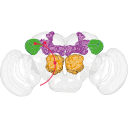 410 Asb Drosophila Olfactory System