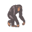Pan Troglodytes