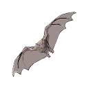 Artibeus Bat Svg Illustration