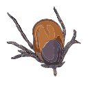 Free Scientific Illustration Of Tick Cross Section Feeding Diagram