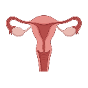 Uterus And Ovaries
