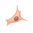 Epithelial Cell