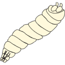 405 Asb Drosophila Larva