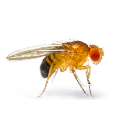 404 Drosphila With Mb