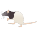 184 Adult Hooded Rat Hunching