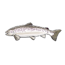 Atlantic Salmon Fish Svg