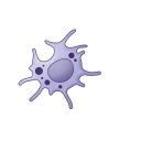 Phagocytosing Dendritic Cell