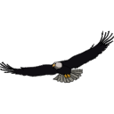 320 Eagle 9c1ye9n