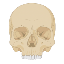 Human Skull