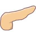 Free Illustration Human Pancreas