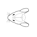 157 Mouse Head Brain