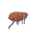 Free Scientific Illustration Of Feeding Tick