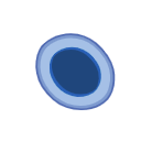 Free Illustration Venule Cross Section
