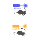 490 Optogenetics