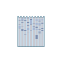 Western Blot Free Illustration