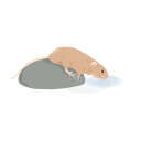 590 Drinking Mouse