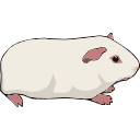 Hartley Guinea Pig Svg
