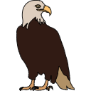 321 Eagle Sitting Q Xg3gsc