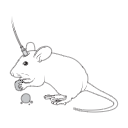 96 Mouse Eating Fiber