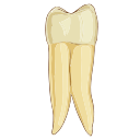 Maxillary First Premolar