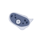 Entamoeba Histolytica