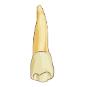 Mandibular First Premolar