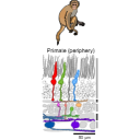 341 Primate Retina