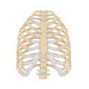 Rib Cage