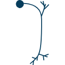 407 Asb Drosophila Neuron 2