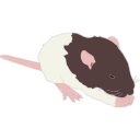 199 Rat Pup P15