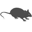 482 C57