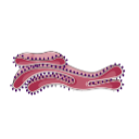 Rough Endoplasmic Reticulum