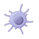 Dendritic Cell 3D