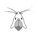 369 Mouse Head Whiskers Brain
