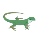 Anolis Carolinensis