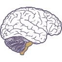 283 Brain Stem