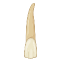 Mandibular Lateral Incisor