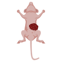 Nude Mouse With Tumor