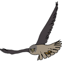 317 Buzzard C Ql Be9g