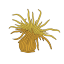 Exaiptasia Diaphana